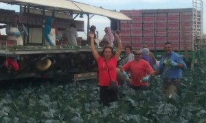 Caroline Ward Holland visited with UFW farmworkers in the Salinas Valley